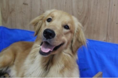 販売中のゴールデンレトリーバーの親犬